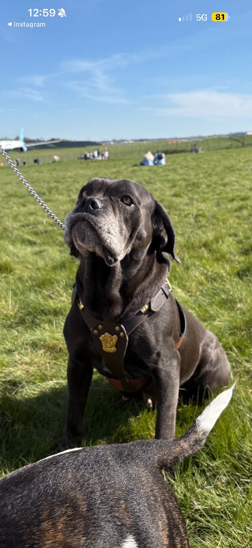 6 CANE CORSO puppies / 4 male 2 female - Image 6 of 6