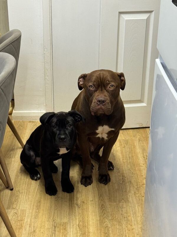 Cane Corso puppies for sale in Stamford, Lincolnshire – 5 months old - Image 2 of 4