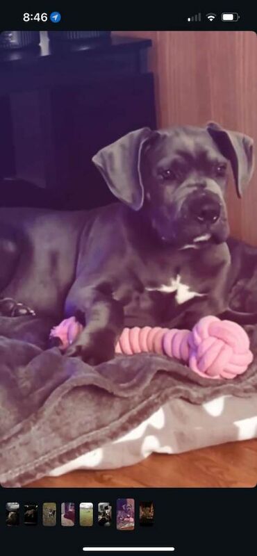 Cane Corso puppies for sale in Canterbury, Kent – 5 months old