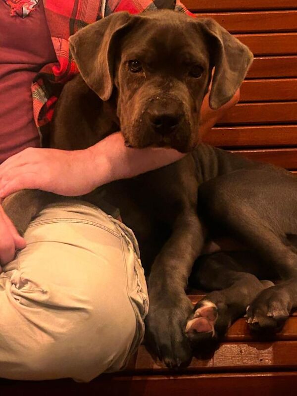 Cane Corso puppies for sale in Canterbury, Kent – 5 months old - Image 2 of 3