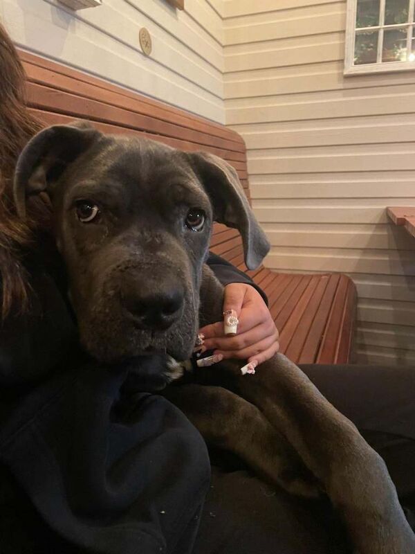 Cane Corso puppies for sale in Canterbury, Kent – 5 months old - Image 3 of 3