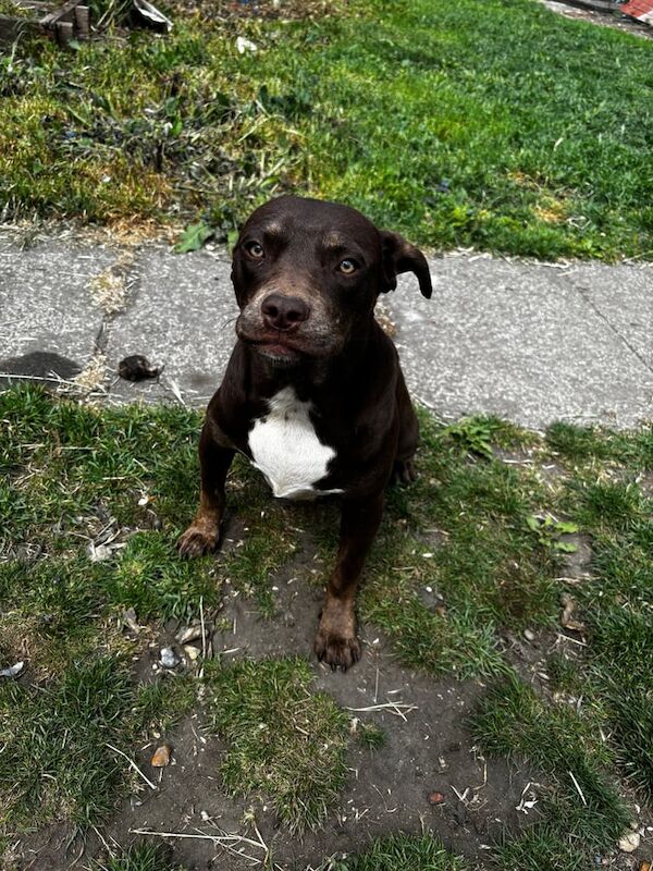 6months Old Male Available.. Cane corso Mix for sale in Whitechapel, Greater London