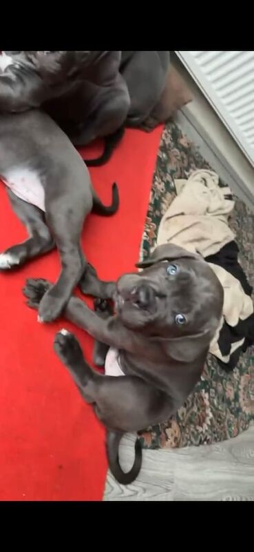 Cane Corso puppies for sale in Birmingham, West Midlands – 8 weeks old - Image 2 of 3