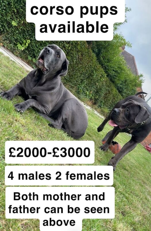 Cane Corso puppies for sale in Birmingham, West Midlands – 8 weeks old - Image 3 of 3