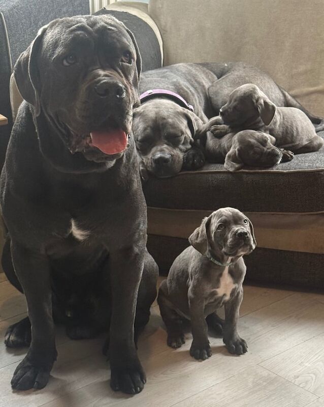 Cane Corso puppies for sale in Mayfield, Midlothian – 8 weeks old