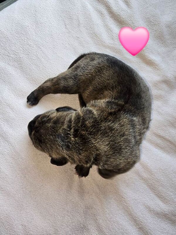 Cane Corso puppies for sale in Shoeburyness, Essex – 7 weeks old