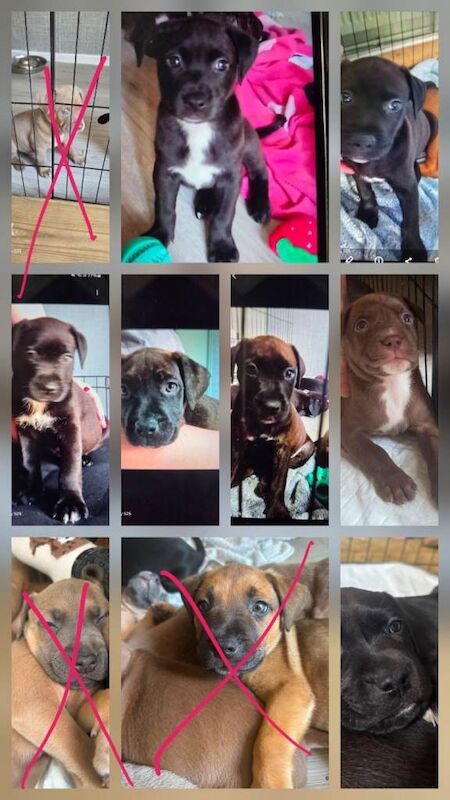 75% cane corsos 25% staffy