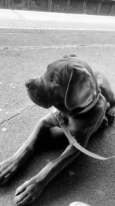 Cane Corso puppies for sale in Bromley, Greater London – 6 months old