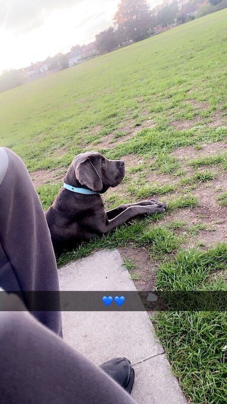 Cane Corso puppies for sale in Bromley, Greater London – 6 months old - Image 2 of 6