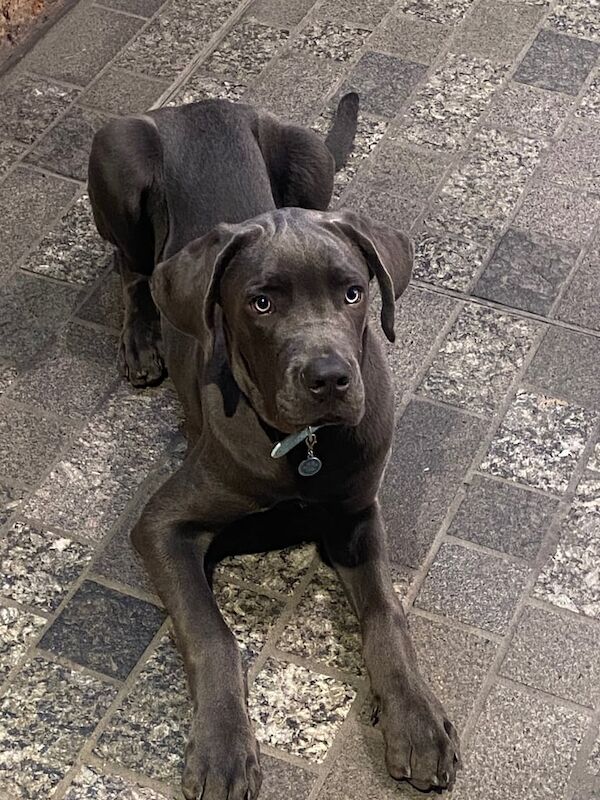 Cane Corso puppies for sale in Bromley, Greater London – 6 months old - Image 3 of 6