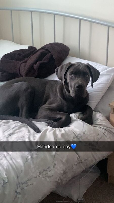 Cane Corso puppies for sale in Bromley, Greater London – 6 months old - Image 4 of 6