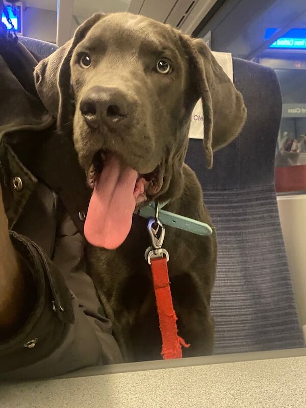 Cane Corso puppies for sale in Bromley, Greater London – 6 months old - Image 5 of 6