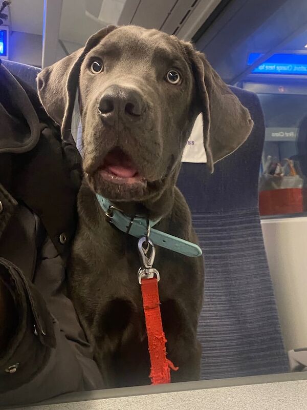 Cane Corso puppies for sale in Bromley, Greater London – 6 months old - Image 6 of 6