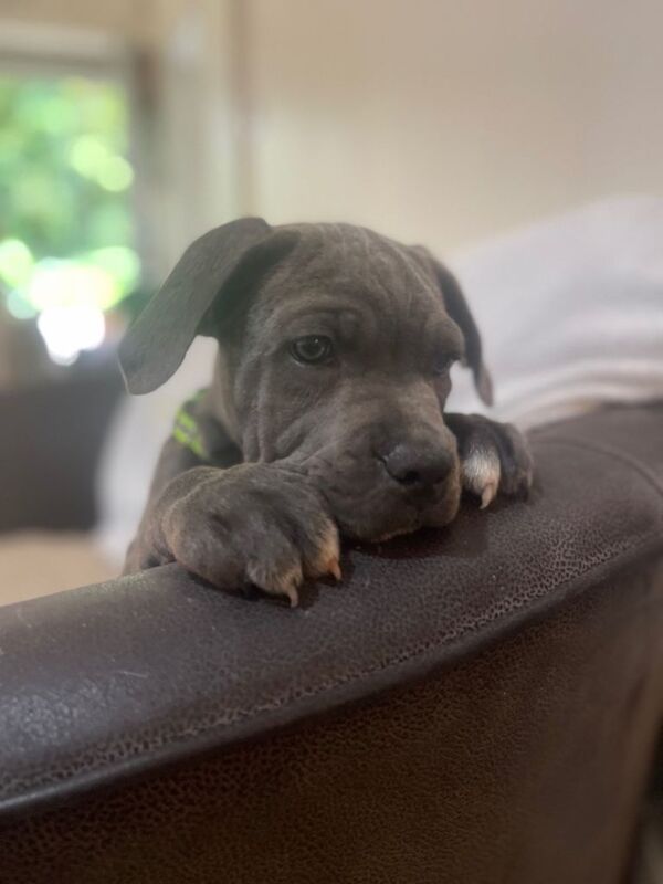 8+ gen iccf cane corso - Image 2 of 6