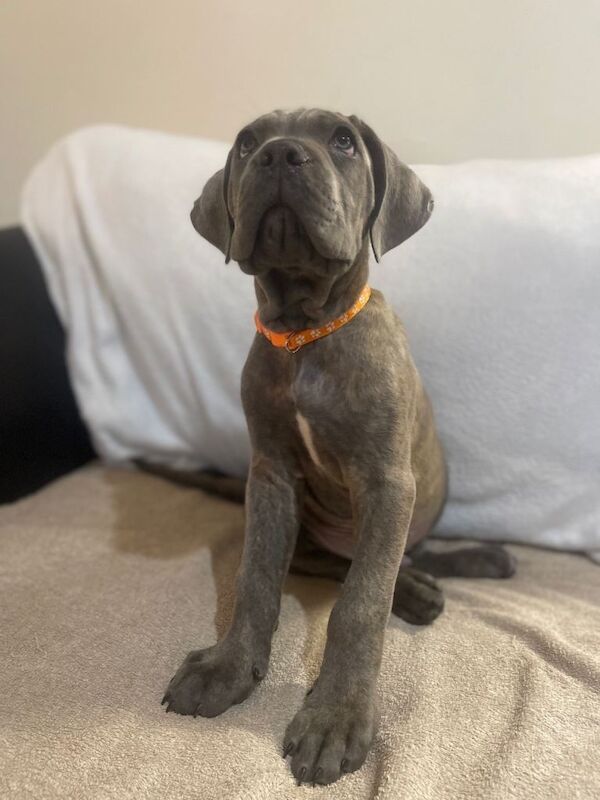 8+ gen iccf cane corso - Image 3 of 6