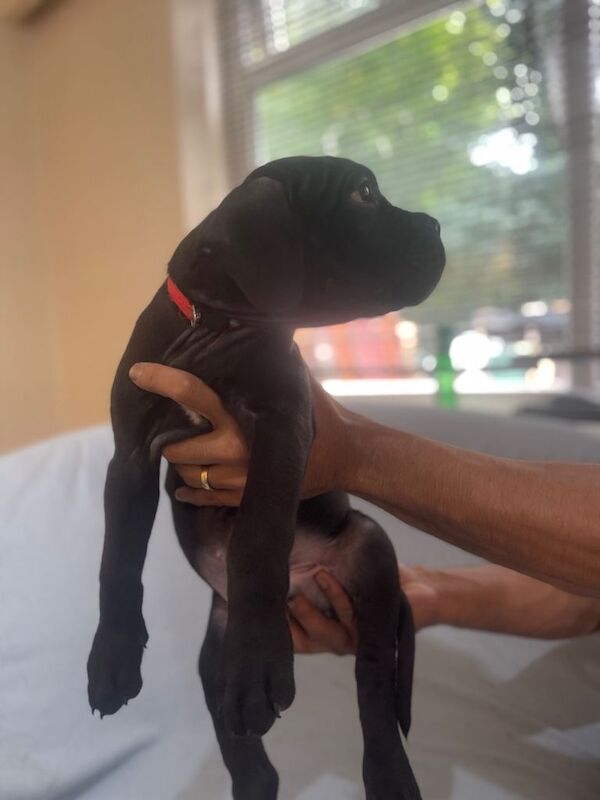 8+ gen iccf cane corso - Image 4 of 6