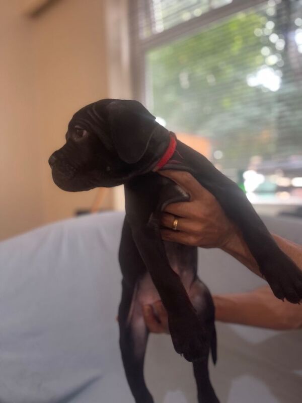 8+ gen iccf cane corso - Image 5 of 6