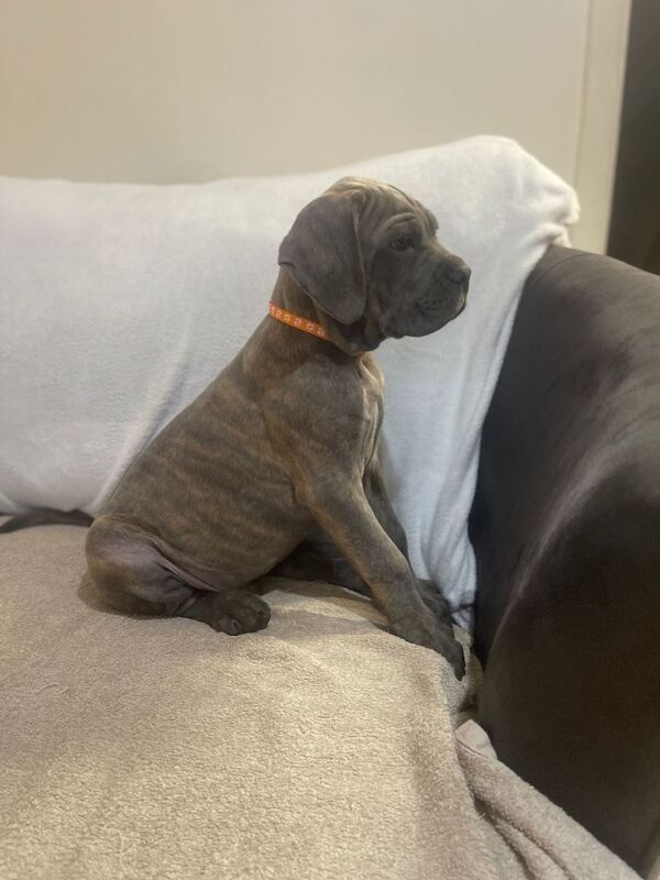 8+ gen iccf cane corso - Image 6 of 6