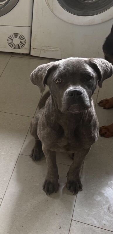 8 month old Cane Corse