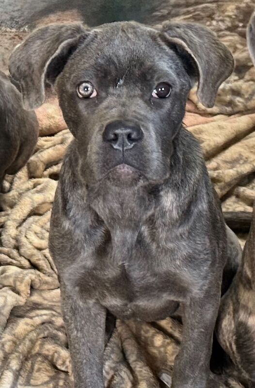 8 month old Cane Corse - Image 2 of 3