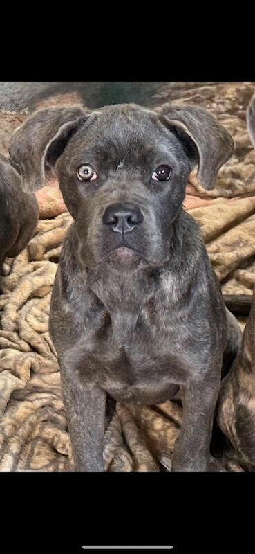 8 month old Cane Corse - Image 3 of 3