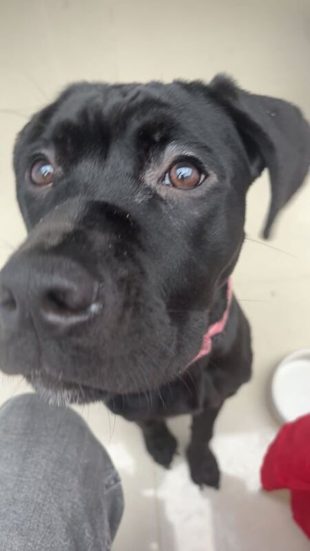 Cane Corso puppies for sale in Blackpool, Lancashire – 8 months old