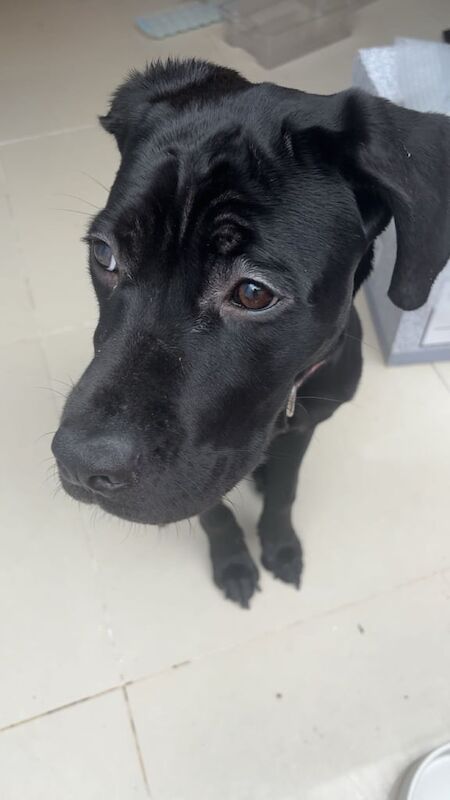 Cane Corso puppies for sale in Blackpool, Lancashire – 8 months old - Image 2 of 6