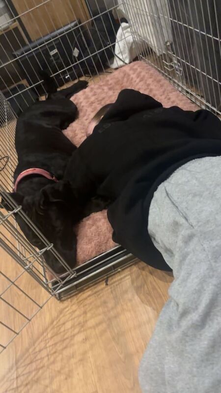 Cane Corso puppies for sale in Blackpool, Lancashire – 8 months old - Image 3 of 6