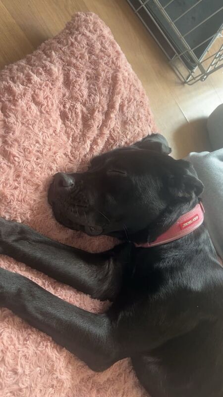 Cane Corso puppies for sale in Blackpool, Lancashire – 8 months old - Image 4 of 6