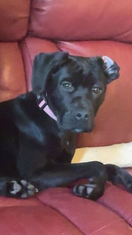 Cane Corso puppies for sale in Blackpool, Lancashire – 8 months old - Image 5 of 6