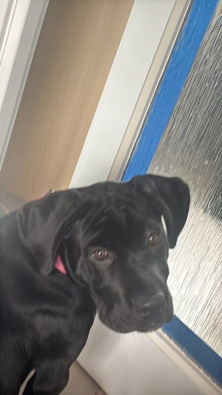 Cane Corso puppies for sale in Blackpool, Lancashire – 8 months old - Image 6 of 6