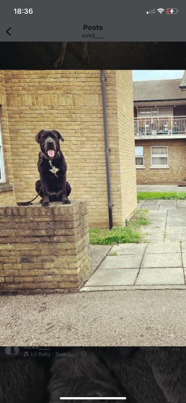 Cane Corso puppies for sale in Minster on Sea, Kent – 9 weeks old