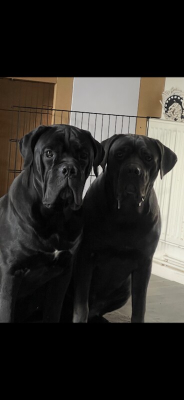 Cane Corso puppies for sale in Wellingborough, Northamptonshire – 8 weeks old - Image 2 of 4