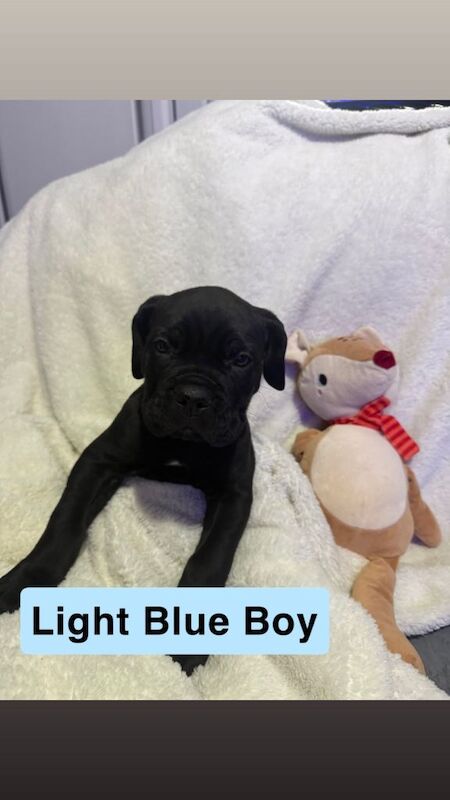 Cane Corso puppies for sale in Wellingborough, Northamptonshire – 8 weeks old - Image 4 of 4