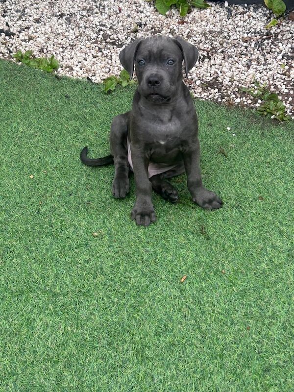 Cane Corso puppies for sale in Worsley, Greater Manchester – 10 weeks old