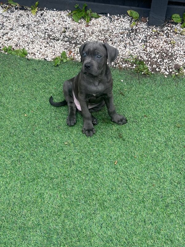 Cane Corso puppies for sale in Worsley, Greater Manchester – 10 weeks old - Image 2 of 3