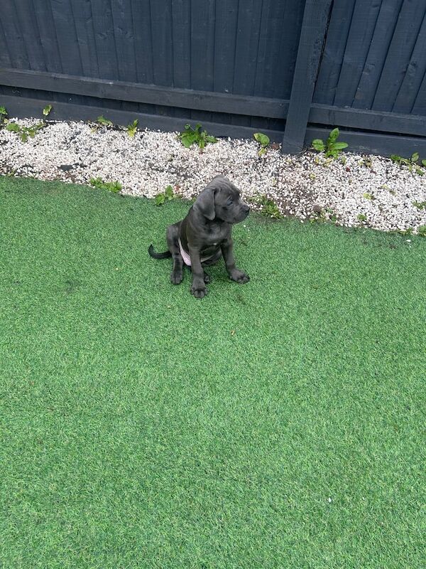 Cane Corso puppies for sale in Worsley, Greater Manchester – 10 weeks old - Image 3 of 3