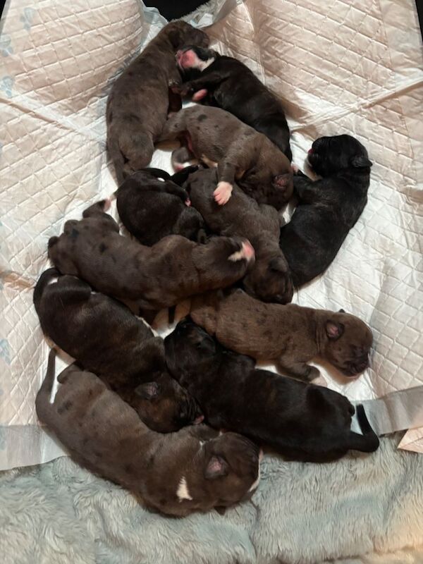 American Corso puppies