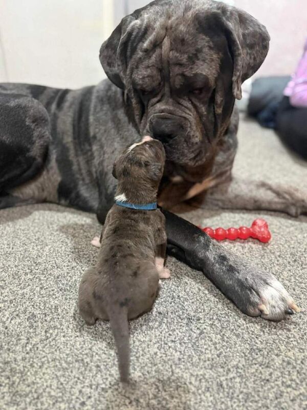 American Corso puppies - Image 2 of 5