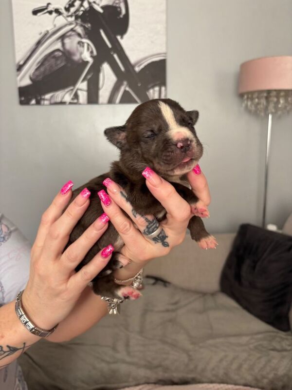 American Corso puppies - Image 3 of 5