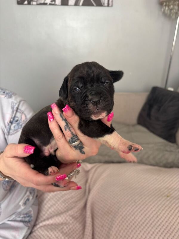 American Corso puppies - Image 4 of 5