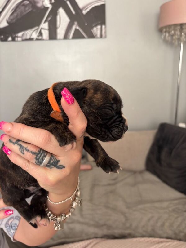 American Corso puppies - Image 5 of 5