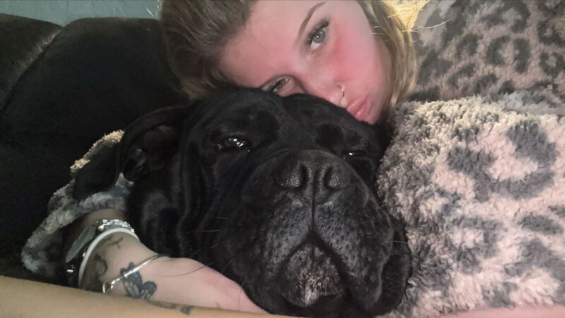 Cane Corso puppies for sale in Sheffield, South Yorkshire – 2 years old