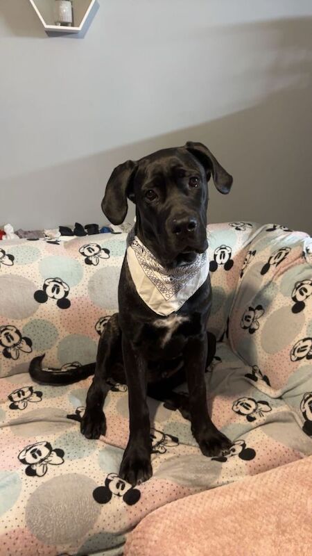 Arlo - Image 3 of 3