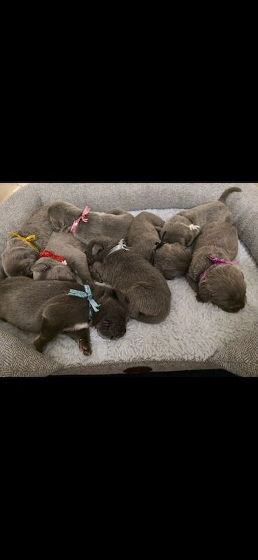 Cane Corso puppies for sale in Aspley, Nottinghamshire – 3 weeks old