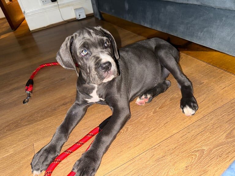 Cane Corso puppies for sale in Maidstone, Kent – 4 months old