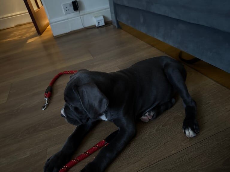 Cane Corso puppies for sale in Maidstone, Kent – 4 months old - Image 2 of 3