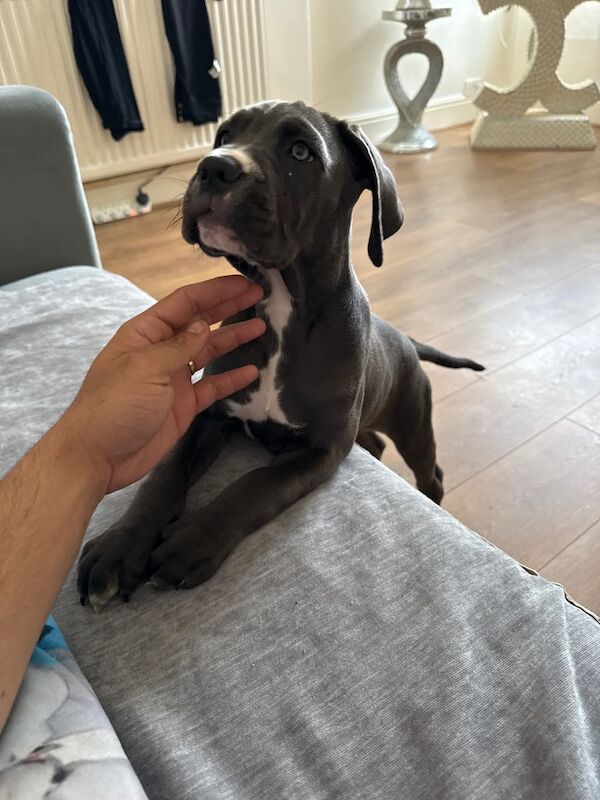 Cane Corso puppies for sale in Maidstone, Kent – 4 months old - Image 3 of 3
