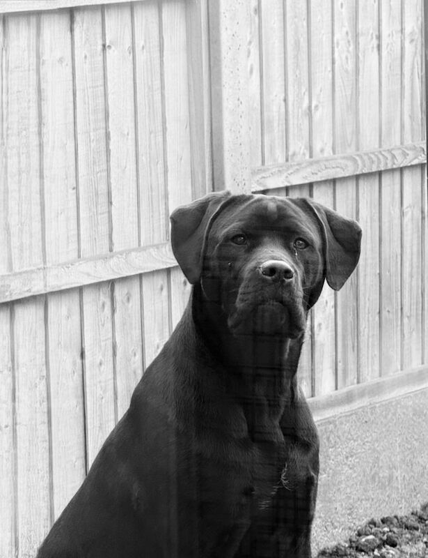 Cane Corso puppies for sale in Newark, Cambridgeshire – 8 months old