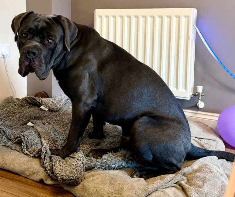 Cane Corso puppies for sale in Hereford, Herefordshire ā 1 year old - Image 2 of 6